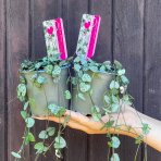 Lampášik (Ceropegia woodii) - výška 10 cm, Ø 20-30 cm, kont. C1L